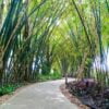 walkway with bamboo