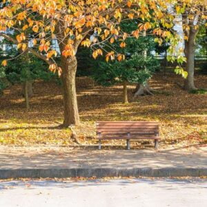 bench in autumn park