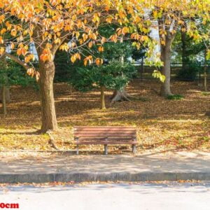 bench in autumn park