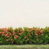 red ixora flowers