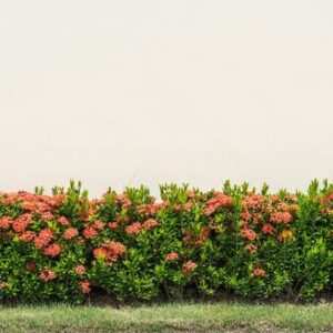 red ixora flowers