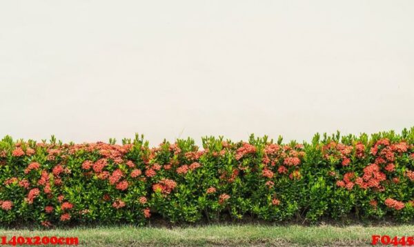 red ixora flowers