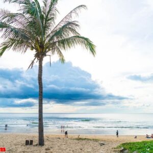 coconut tree with tropical beach