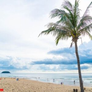 coconut tree with tropical beach