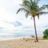 coconut tree with tropical beach