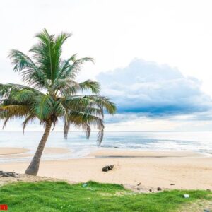 coconut tree with tropical beach