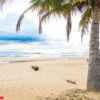 coconut tree with tropical beach