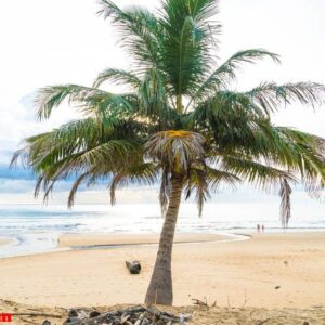 coconut tree with tropical beach