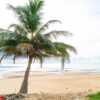 coconut tree with tropical beach