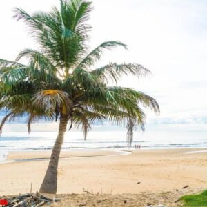 coconut tree with tropical beach