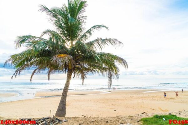 coconut tree with tropical beach