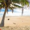 coconut tree with tropical beach