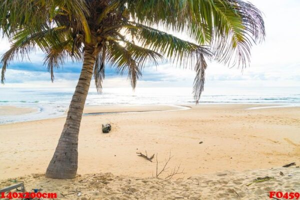 coconut tree with tropical beach