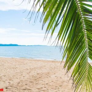 palm and tropical beach at pattaya in thailand