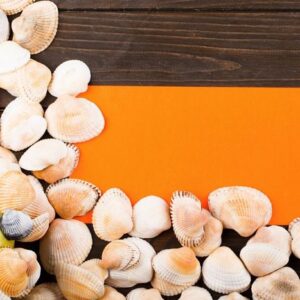 the shells ,apple and paper stand on the table