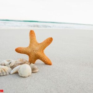 starfish and shells on sand