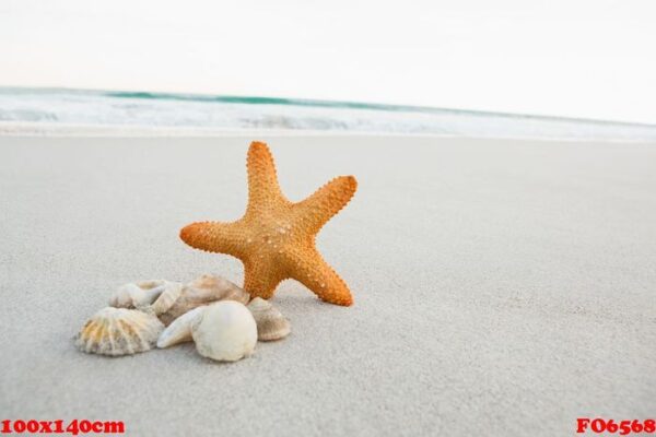 starfish and shells on sand