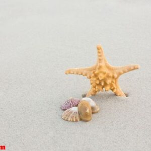 starfish and shells on sand