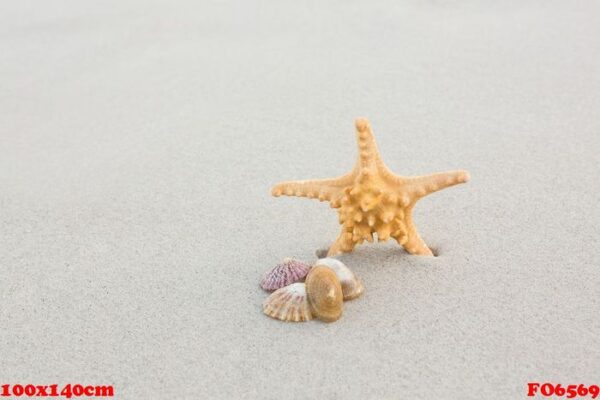 starfish and shells on sand