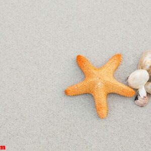 starfish and shells on sand