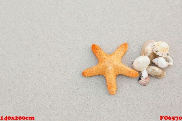 starfish and shells on sand