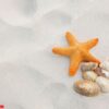 starfish and shells on sand