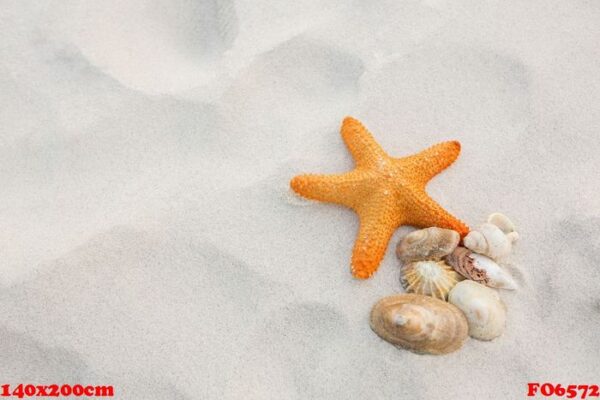 starfish and shells on sand