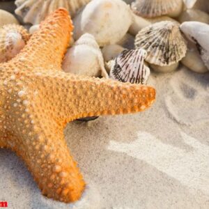 close up of pebbles, starfish and various sea shells on sand