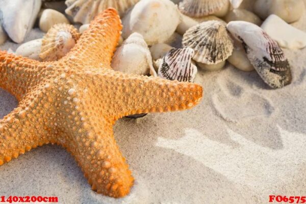 close up of pebbles, starfish and various sea shells on sand