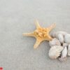 starfish and shells on sand