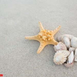 starfish and shells on sand