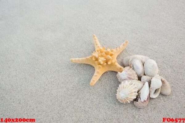 starfish and shells on sand