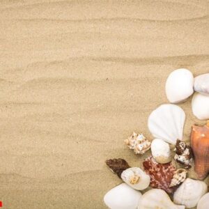 sea shells on beach sand . summer background