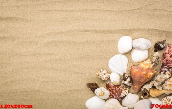 sea shells on beach sand . summer background