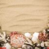 sea shells on beach sand . summer background