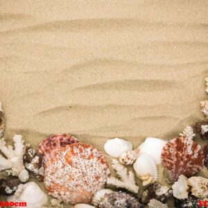 sea shells on beach sand . summer background