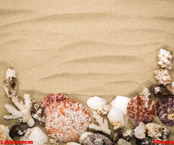 sea shells on beach sand . summer background