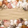 sea shells on beach sand . summer background