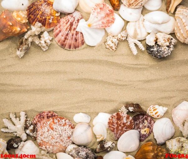 sea shells on beach sand . summer background