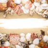 sea shells on beach sand . summer background