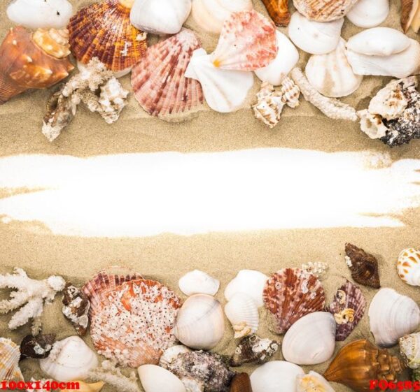 sea shells on beach sand . summer background