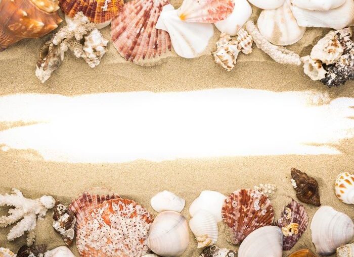 sea shells on beach sand . summer background