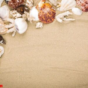 sea shells on beach sand . summer background