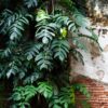 leaves, and old walls.