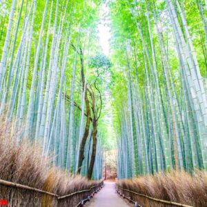 bamboo forest