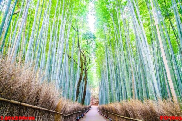 bamboo forest