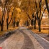 sunrise in autumn forest