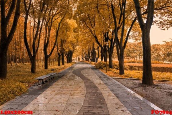 sunrise in autumn forest