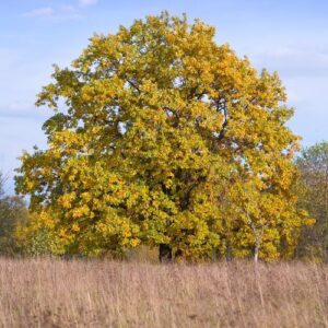 one wonderful autumn tree