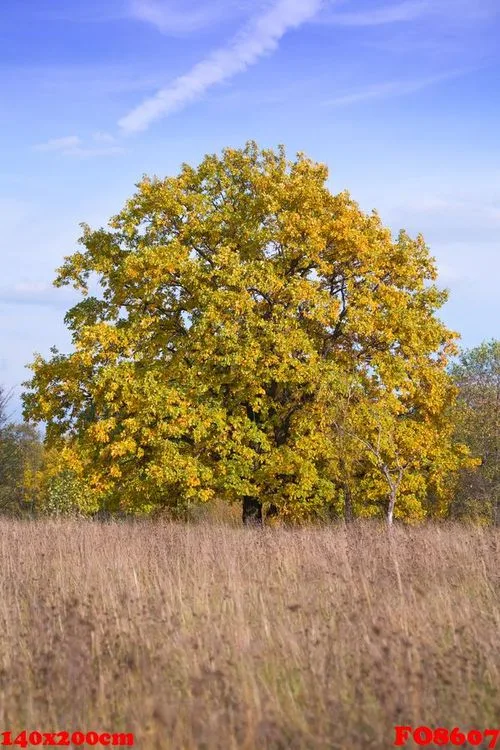 one wonderful autumn tree